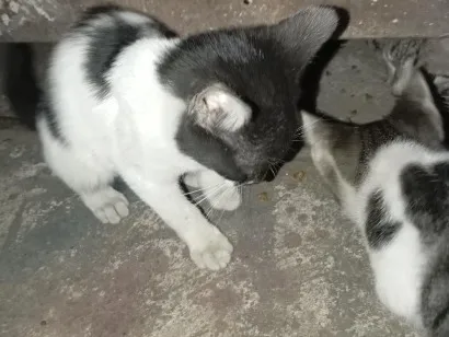 Gato raça SRD-ViraLata idade Abaixo de 2 meses nome S/N