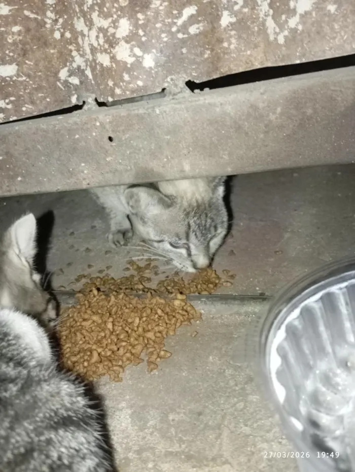 Gato raça SRD-ViraLata idade 2 a 6 meses nome S/N