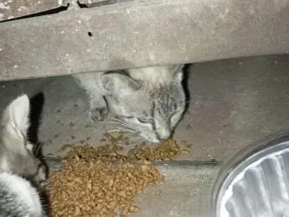 Gato raça SRD-ViraLata idade 2 a 6 meses nome S/N