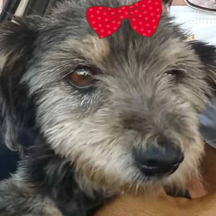 Cachorro raça Shitzu idade 7 a 11 meses nome Sophia 