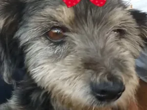 Cachorro raça Shitzu idade 7 a 11 meses nome Sophia 