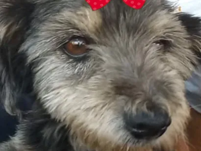 Cachorro raça Shitzu idade 7 a 11 meses nome Sophia 