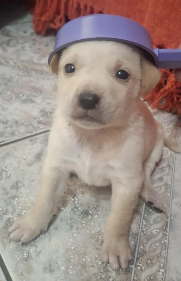 Cachorro raça Pit-Bull idade 2 a 6 meses nome Tigre