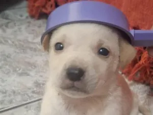 Cachorro raça Pit-Bull idade 2 a 6 meses nome Tigre