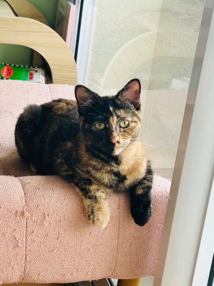 Gato raça SRD-ViraLata idade 7 a 11 meses nome Lupi