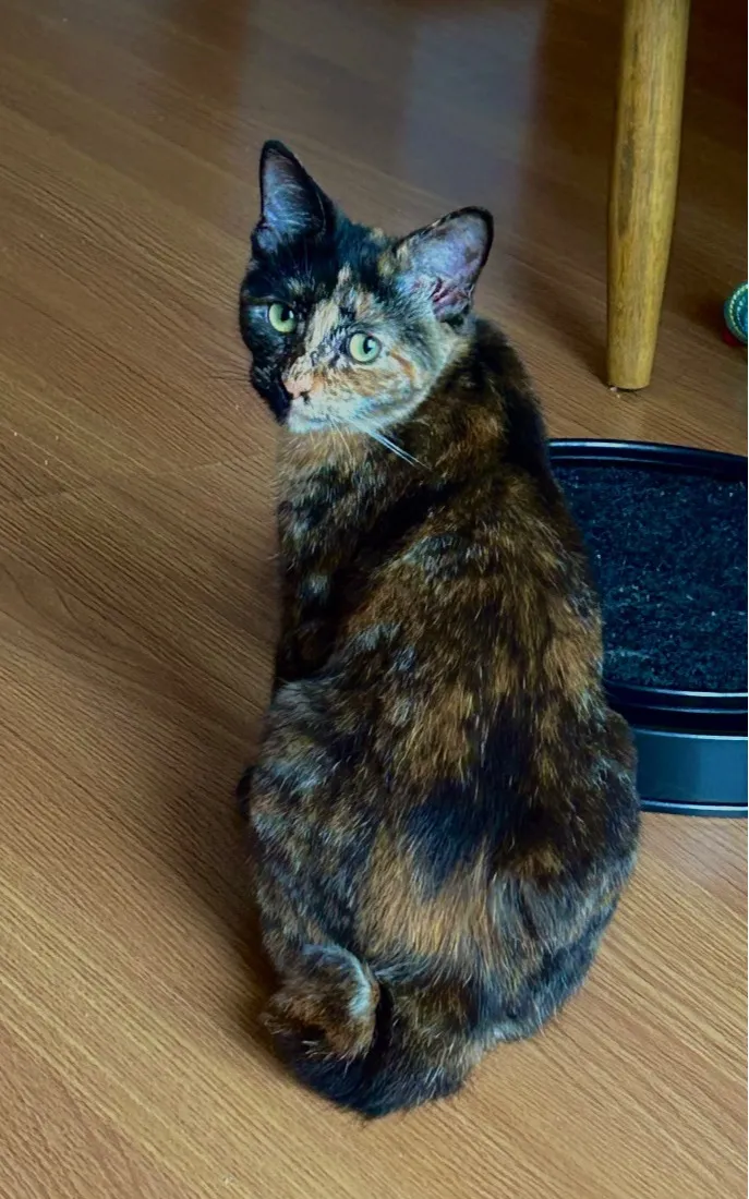 Gato raça SRD-ViraLata idade 7 a 11 meses nome Lupi