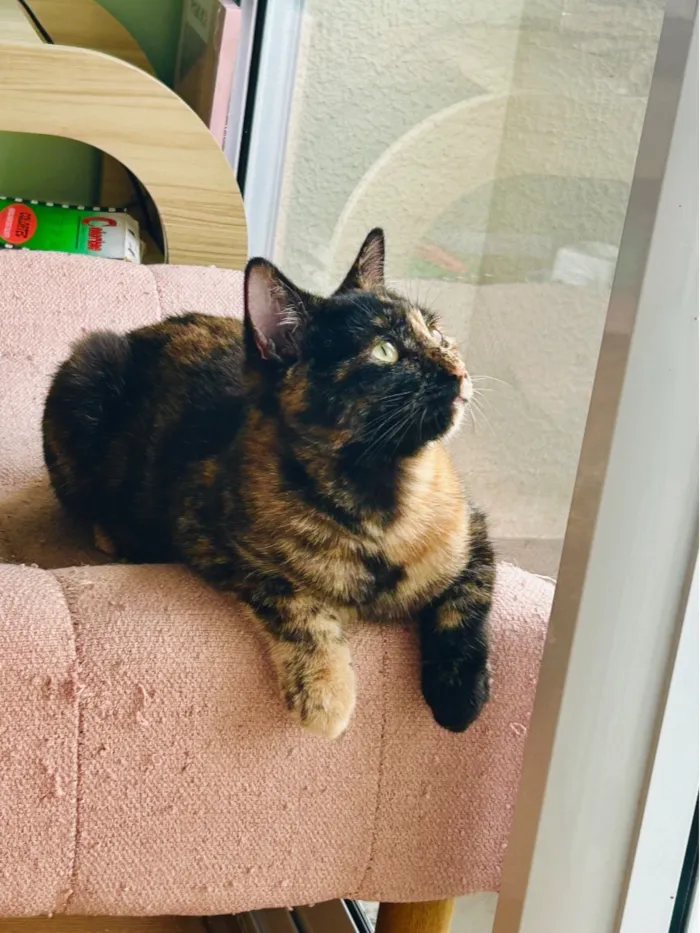 Gato raça SRD-ViraLata idade 7 a 11 meses nome Lupi