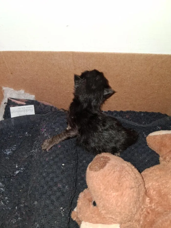 Gato raça SRD-ViraLata idade Abaixo de 2 meses nome Eclipse