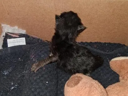 Gato raça SRD-ViraLata idade Abaixo de 2 meses nome Eclipse