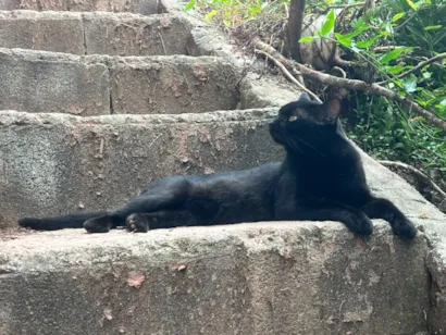Gato raça SRD-ViraLata idade 3 anos nome Tapioca