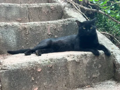Gato raça SRD-ViraLata idade 3 anos nome Tapioca
