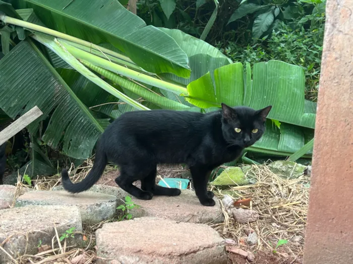 Gato raça SRD-ViraLata idade 3 anos nome Tapioca