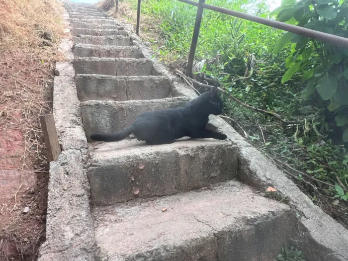 Gato raça SRD-ViraLata idade 3 anos nome Tapioca