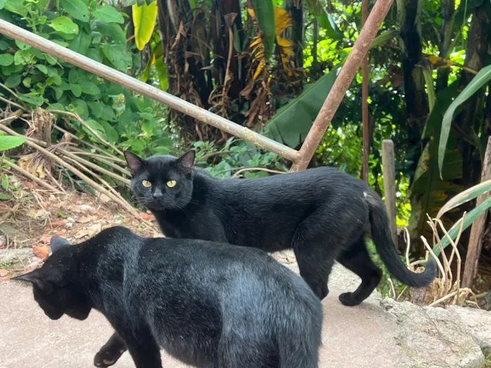 Gato raça SRD-ViraLata idade 3 anos nome Rubão