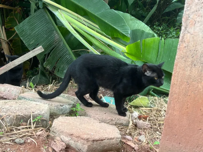 Gato raça SRD-ViraLata idade 3 anos nome Rubão