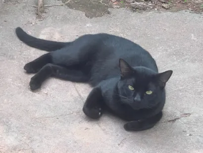Gato raça SRD-ViraLata idade 3 anos nome Rubão