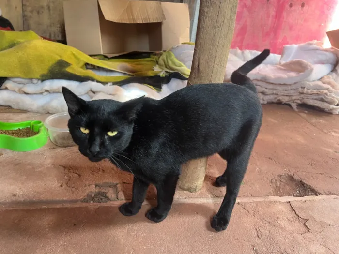 Gato raça SRD-ViraLata idade 1 ano nome Chicó