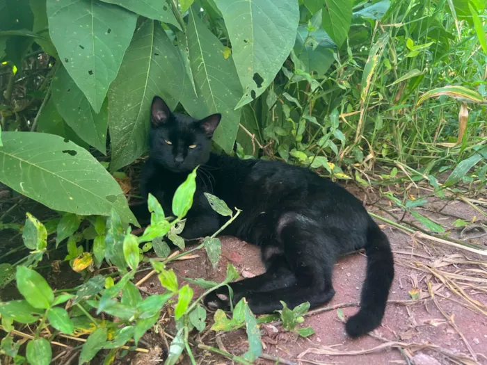 Gato raça SRD-ViraLata idade 1 ano nome Chicó