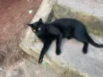 Chicó