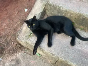 Gato raça SRD-ViraLata idade 1 ano nome Chicó