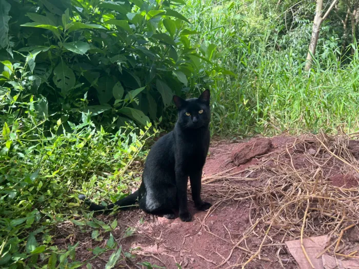 Gato raça SRD-ViraLata idade 1 ano nome Chicó