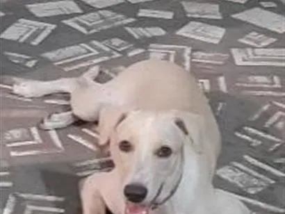 Cachorro raça SRD-ViraLata idade 3 anos nome Toby 