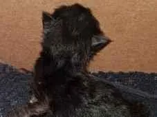 Gato raça SRD-ViraLata idade Abaixo de 2 meses nome Eclipse