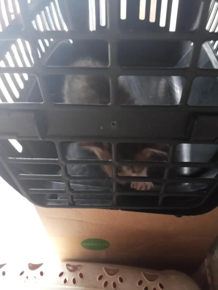 Gato raça SRD-ViraLata idade Abaixo de 2 meses nome Sem nome