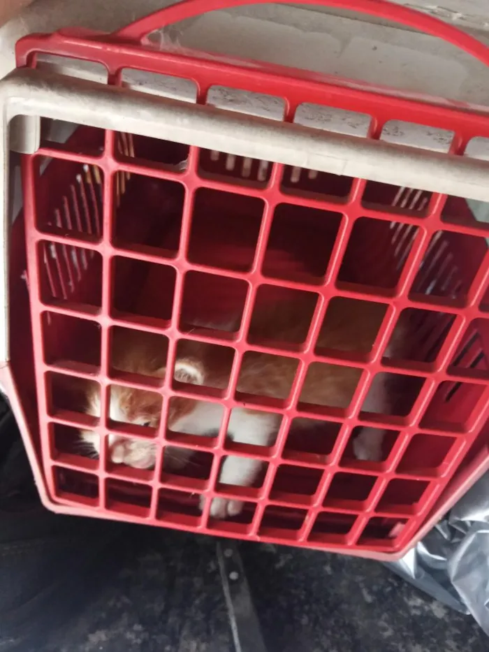 Gato raça SRD-ViraLata idade 2 a 6 meses nome sem nome