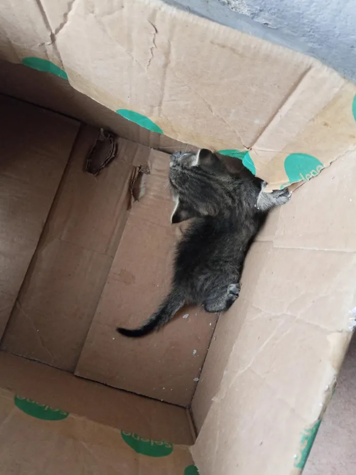 Gato raça SRD-ViraLata idade 2 a 6 meses nome sem nome 