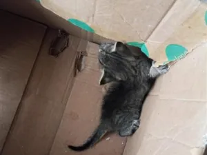 Gato raça SRD-ViraLata idade 2 a 6 meses nome sem nome 