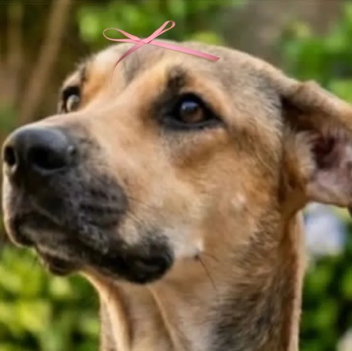 Cachorro raça SRD-ViraLata idade 7 a 11 meses nome Pandora 