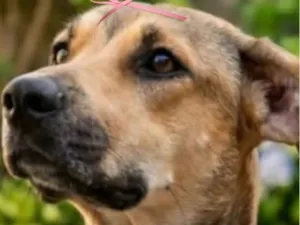 Cachorro raça SRD-ViraLata idade 7 a 11 meses nome Pandora 