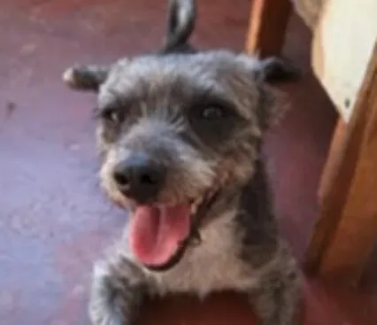 Cachorro raça Shitzu idade 2 anos nome Olly 