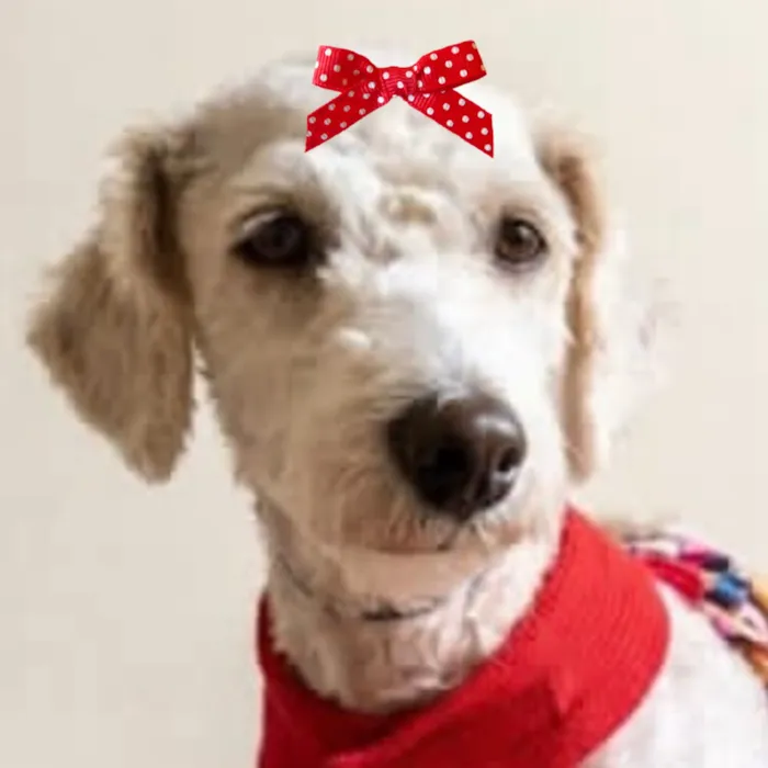 Cachorro raça Poodle idade 2 anos nome Shofia 