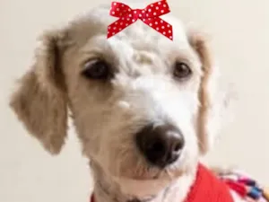 Cachorro raça Poodle idade 2 anos nome Shofia 