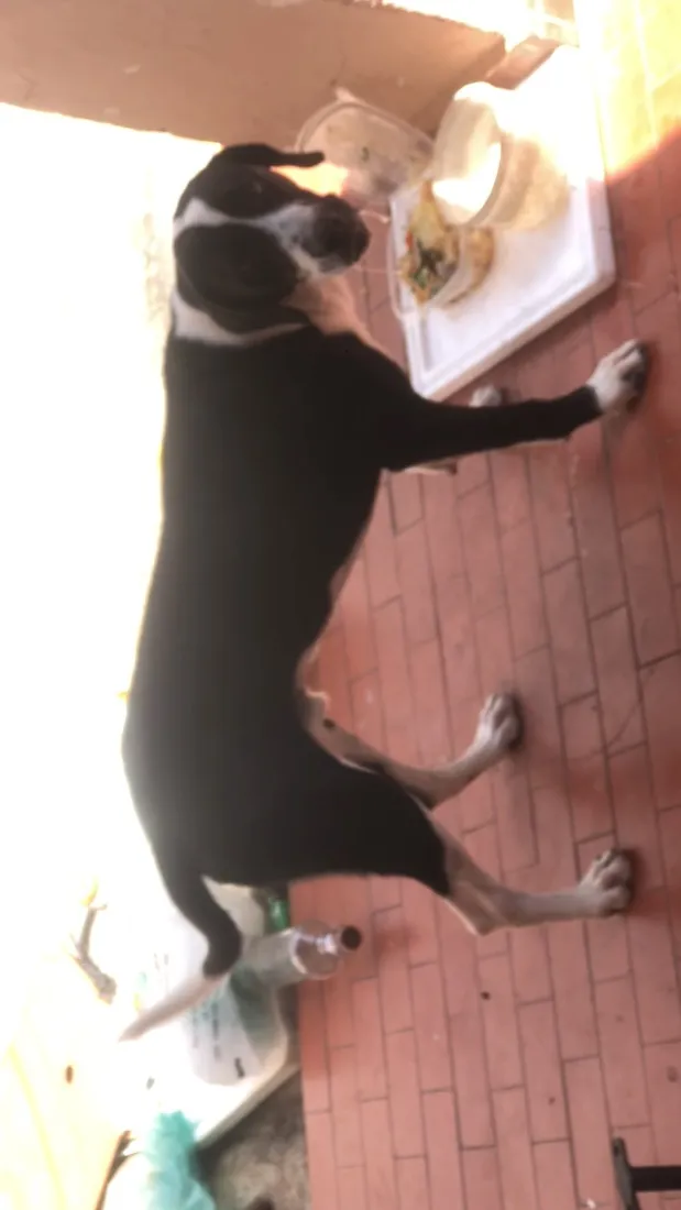 Cachorro raça SRD-ViraLata idade 2 a 6 meses nome Marley