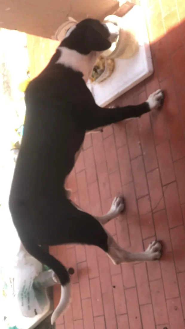 Cachorro raça SRD-ViraLata idade 2 a 6 meses nome Marley
