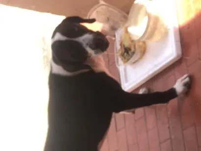 Cachorro raça SRD-ViraLata idade 2 a 6 meses nome Marley