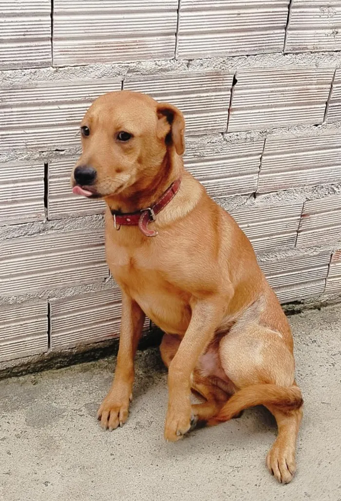 Cachorro raça SRD-ViraLata idade 1 ano nome Ayron