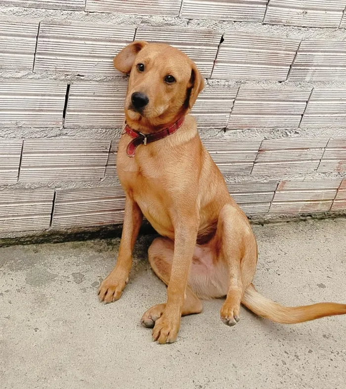 Cachorro raça SRD-ViraLata idade 1 ano nome Ayron