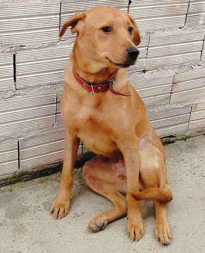 Cachorro raça SRD-ViraLata idade 1 ano nome Ayron