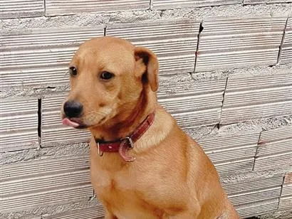Cachorro raça SRD-ViraLata idade 1 ano nome Ayron