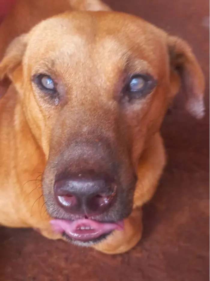 Cachorro raça SRD-ViraLata idade 1 ano nome BB