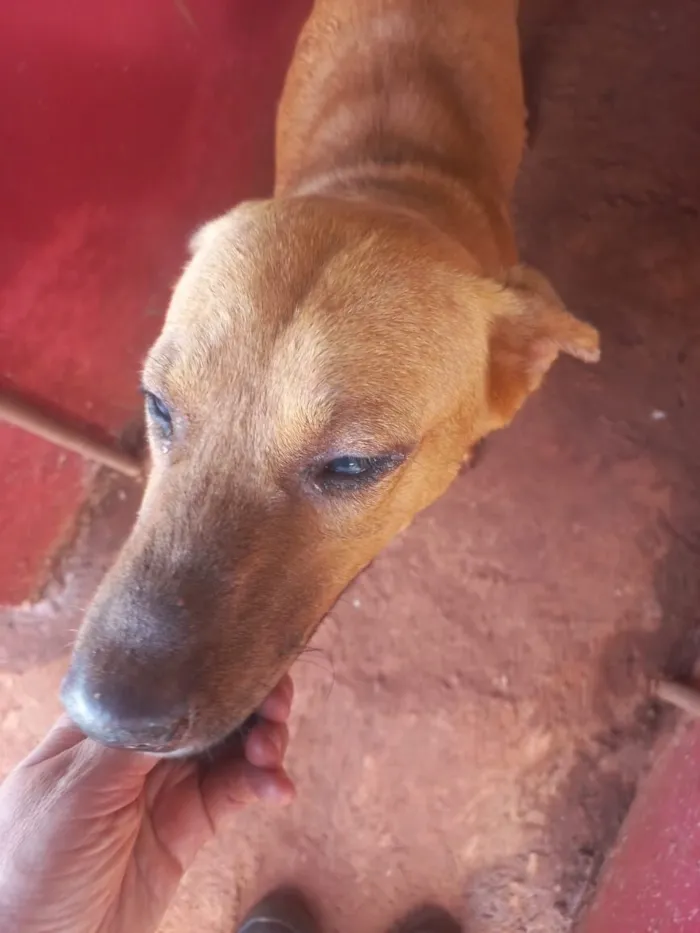 Cachorro raça SRD-ViraLata idade 1 ano nome BB