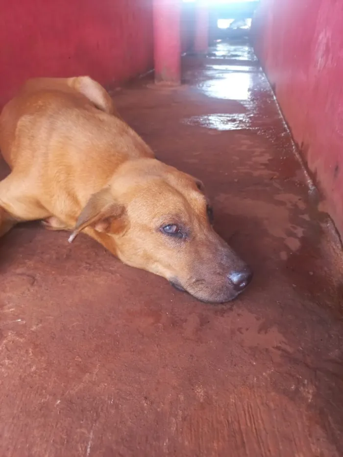 Cachorro raça SRD-ViraLata idade 1 ano nome BB