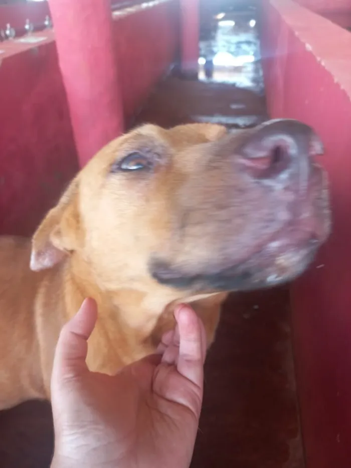 Cachorro raça SRD-ViraLata idade 1 ano nome BB