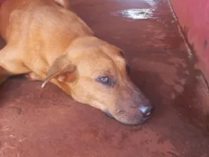 Cachorro raça SRD-ViraLata idade 1 ano nome BB