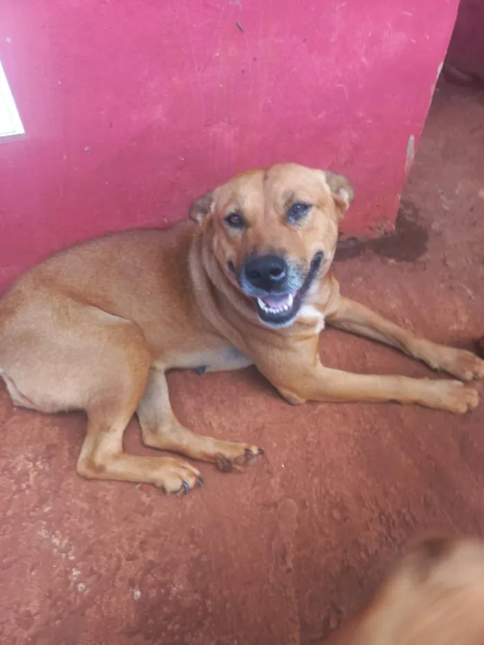 Cachorro raça SRD-ViraLata idade 5 anos nome Sorridente