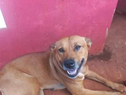 Cachorro raça SRD-ViraLata idade 5 anos nome Sorridente
